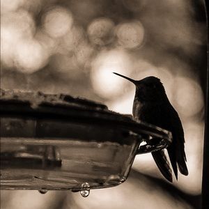 Meet your Posher, Patricia